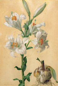 Giglio bianco (Amaryllis Candidum) da Carl Franz Gruber